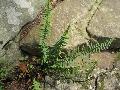 Ebony Spleenwort / Asplenium platyneuron 